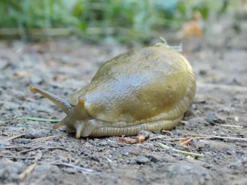 Banana Slug