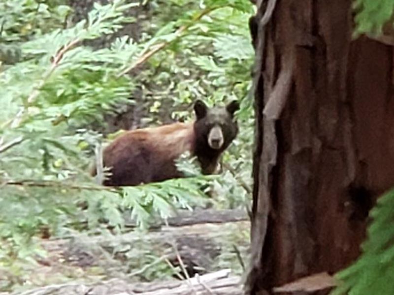 Photo of a bear near Shirt tail creek