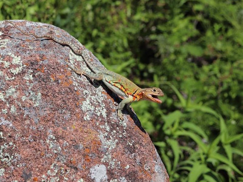 Wichita Mountains is home to a variety of creatures including the colorful eastern collared lizard (Crotaphytus collaris).