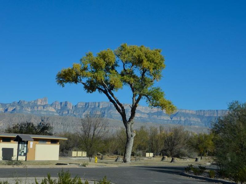 Campsites situated among trees, with the Sierra del Carmen mountains in the background