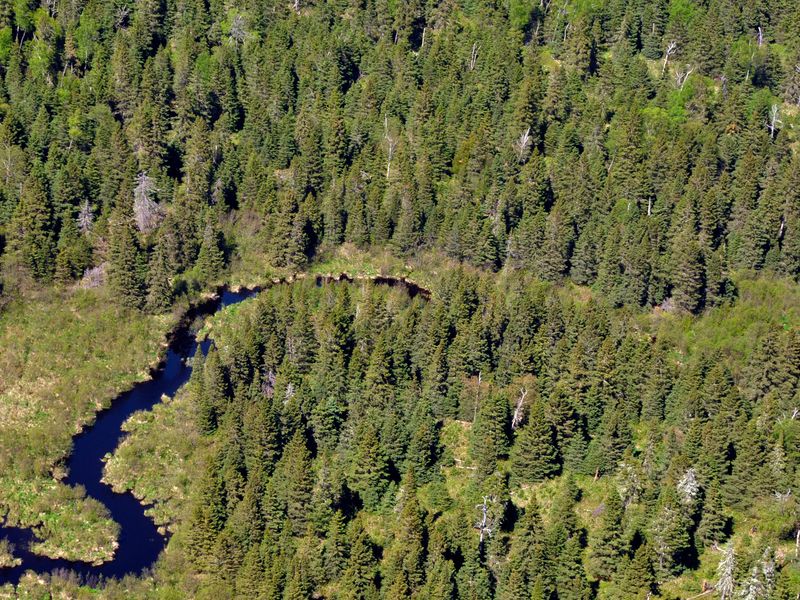 Washington Creek is a popular spot to look for moose.