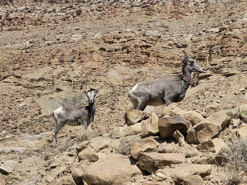 A ewe and a lamb standing amongst some rocks.