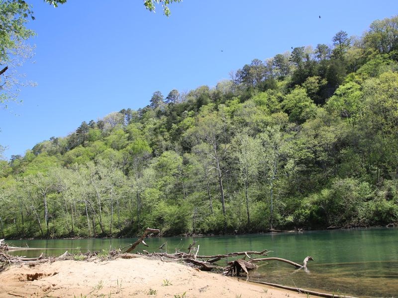 Big Tree provides easy river access, perfect for swimming on a hot summer day.