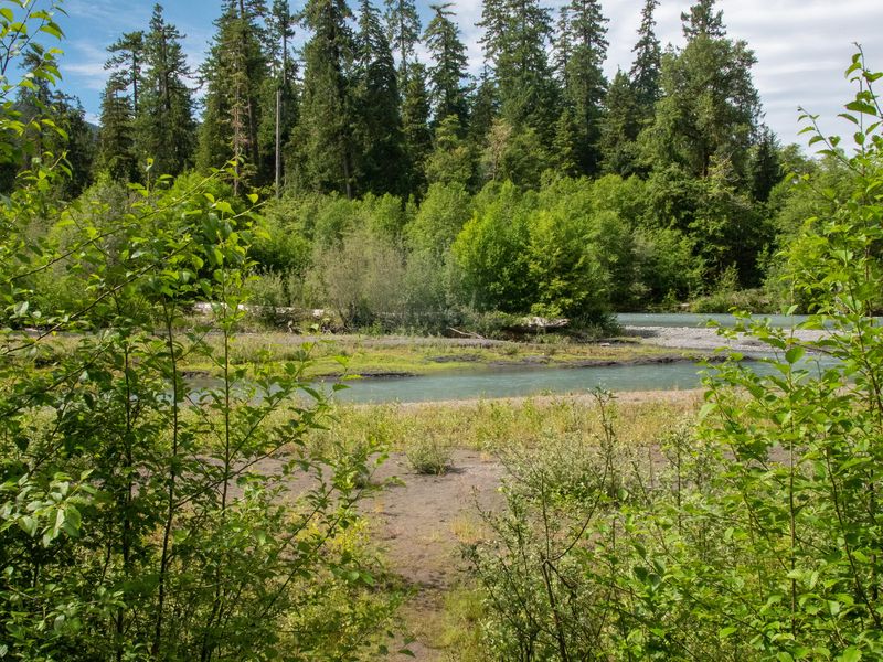 A path to the Hoh River from the campground.