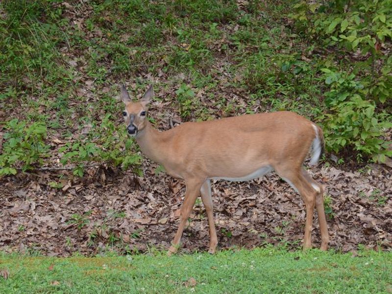 McKinney Campground resident doe.