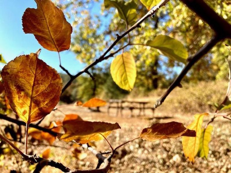 Fall Colors at Nelson Point
