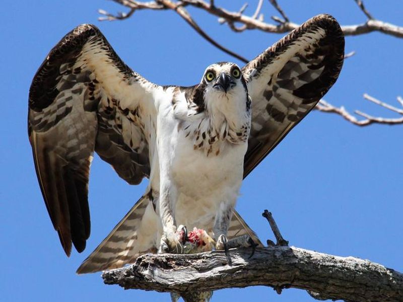 Osprey Perched on a tree branch while eating a fish