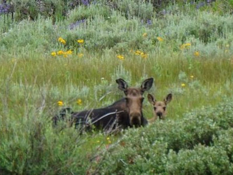 Meeks Cabin Campground
