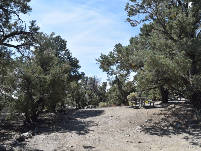 Sites are in a pinyon/juniper forest, with picnic tables and fire rings provided.