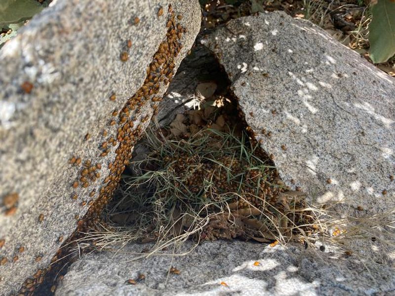 Ladybugs gather at the tops of peaks during the summer months