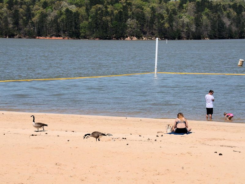 Galt's Ferry Day Use Swim Beach