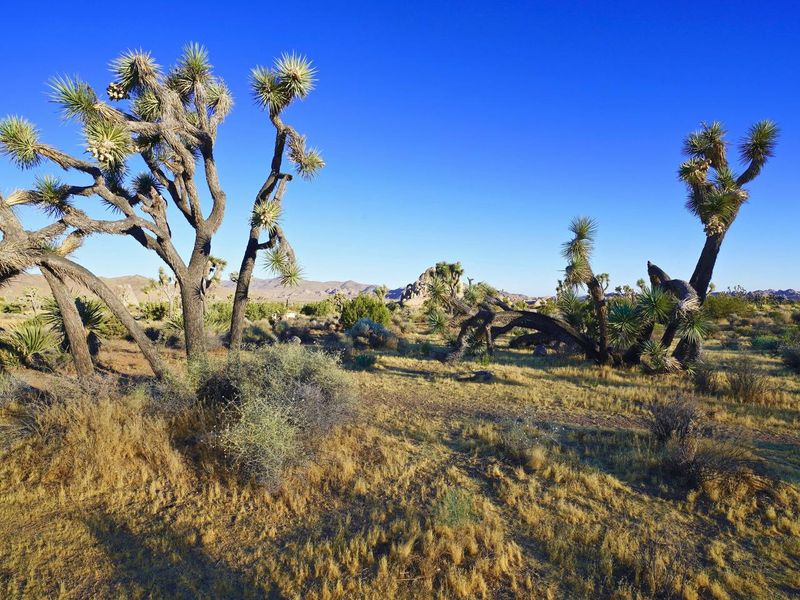 Ryan Campground Landscape