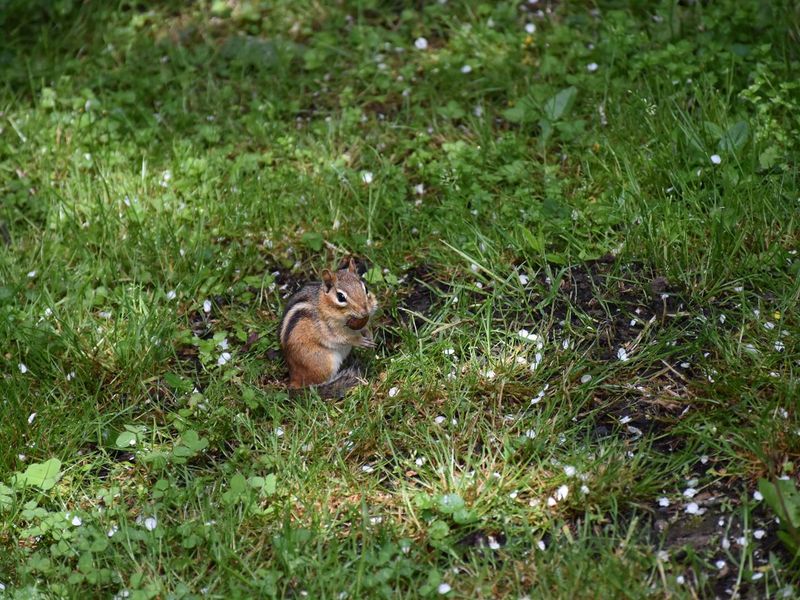 chipmunk