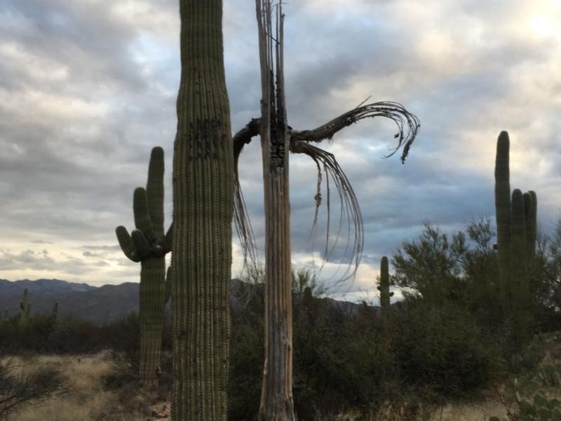 Giant Saguaro cacti watch over the hiking trails in the Saguaro Wilderness Area 