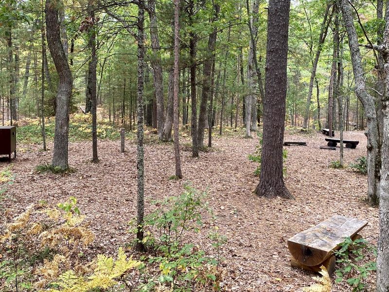 Wooded campsite with benches, food storage locker, and fall leaves in the ground.