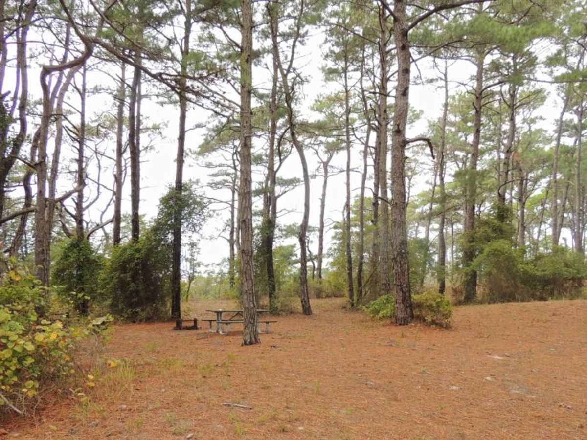 Back Country Camping - Pine Tree photo 2