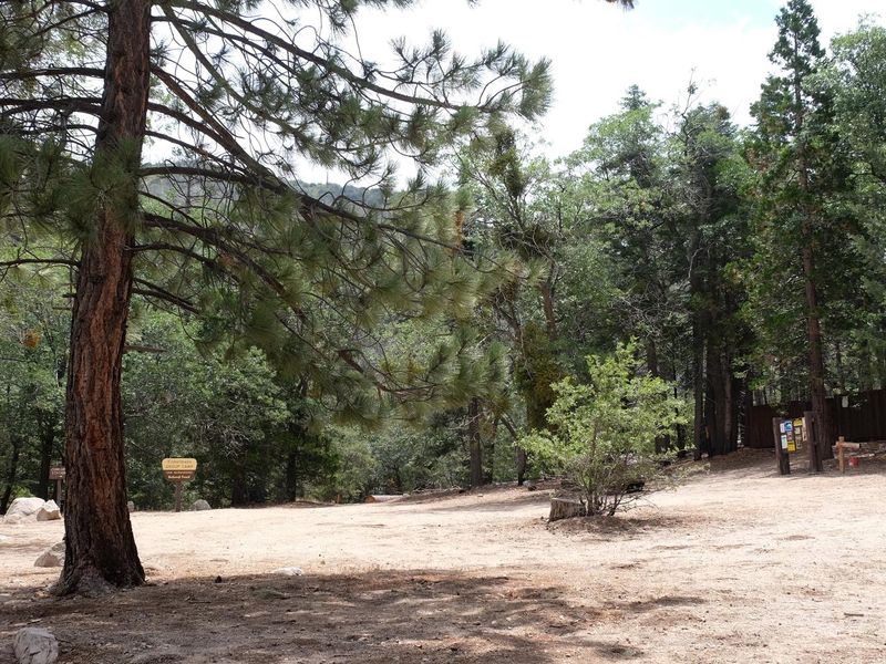 Fishermans Group Campground with trees.
