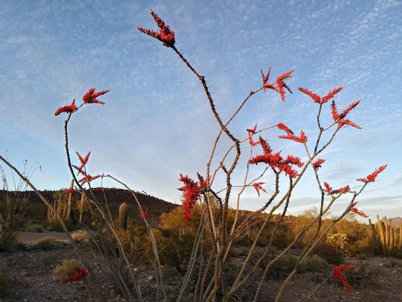 An ocotillo in bloom in the campground.
