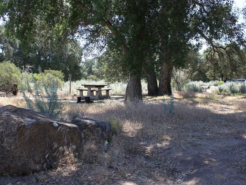 Shaded campsite by old Oak trees