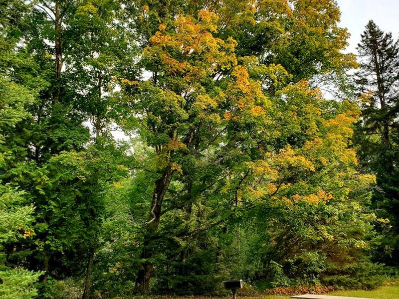 Fall colors at the recreation area located at the Flowing Well Campground