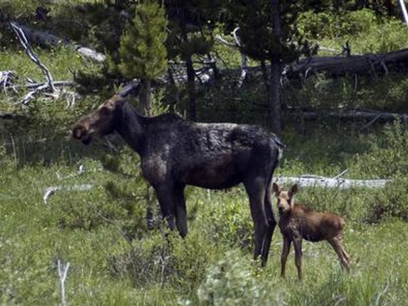 Moose cow and calf near Stub Creek cabin