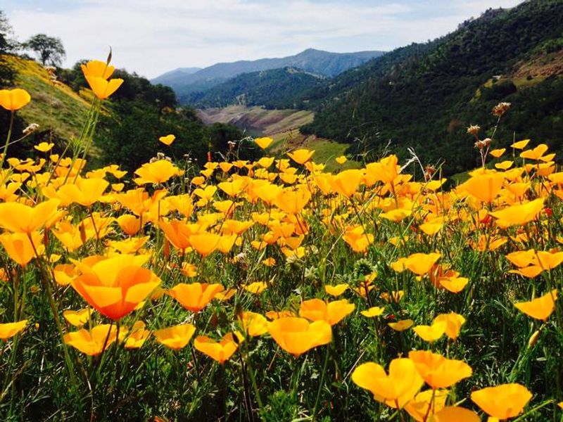 SPRING TIME CALIFORNIA POPPIES