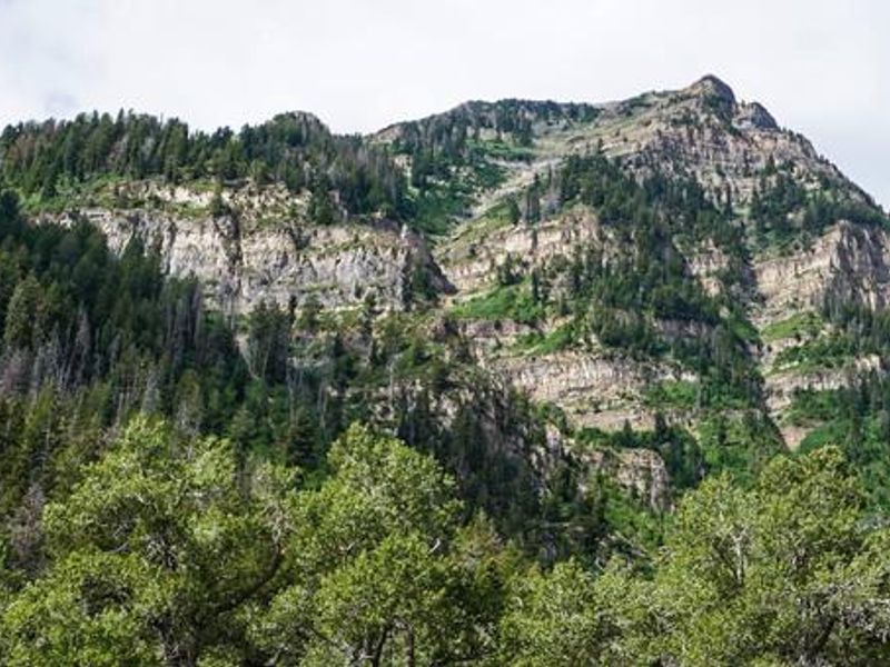 Theater In The Pines