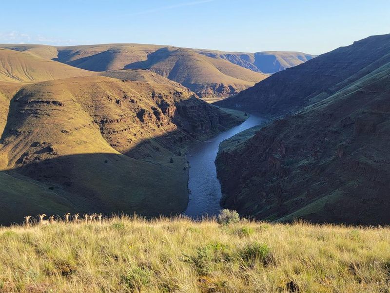 The John Day Wild and Scenic River with bighorn sheep in the foreground