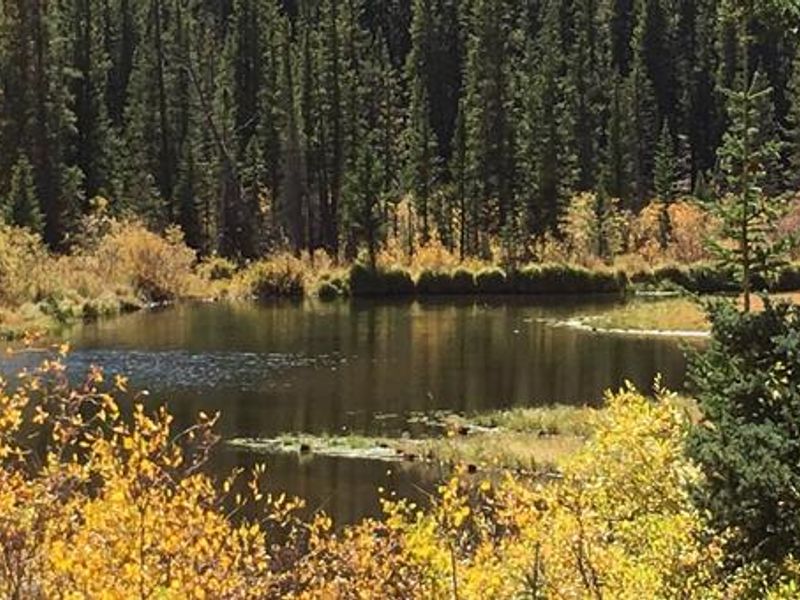 Lodgepole Campground