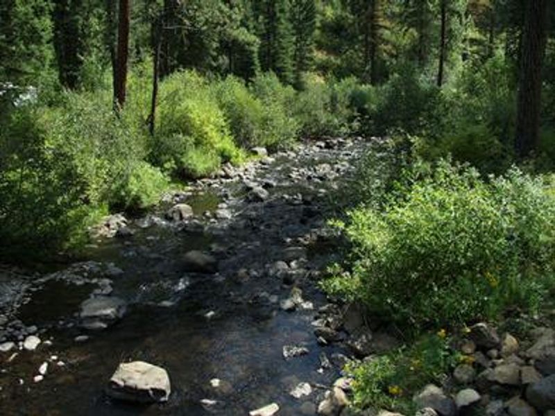 Creek through Evergreen Campground 