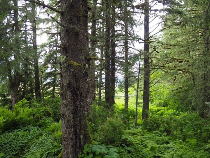 Scenery around Gut Island Cabin 1