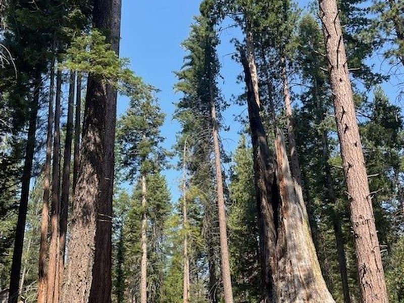 Sequoia Trees in Princess Campground campsite