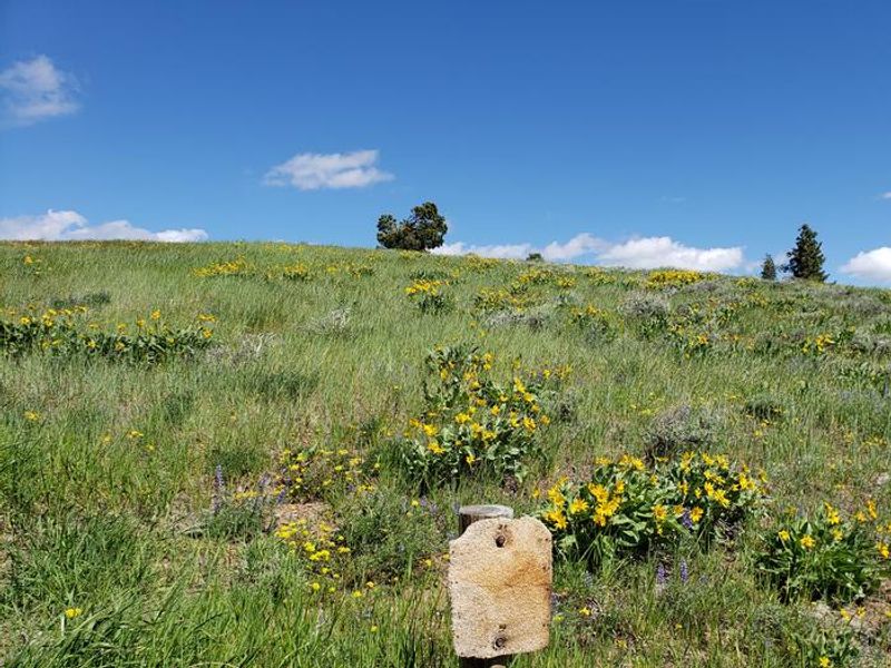 Hillside Adjacent to Lookout Covered with Grasses, Wildflowers, and Conifer Trees