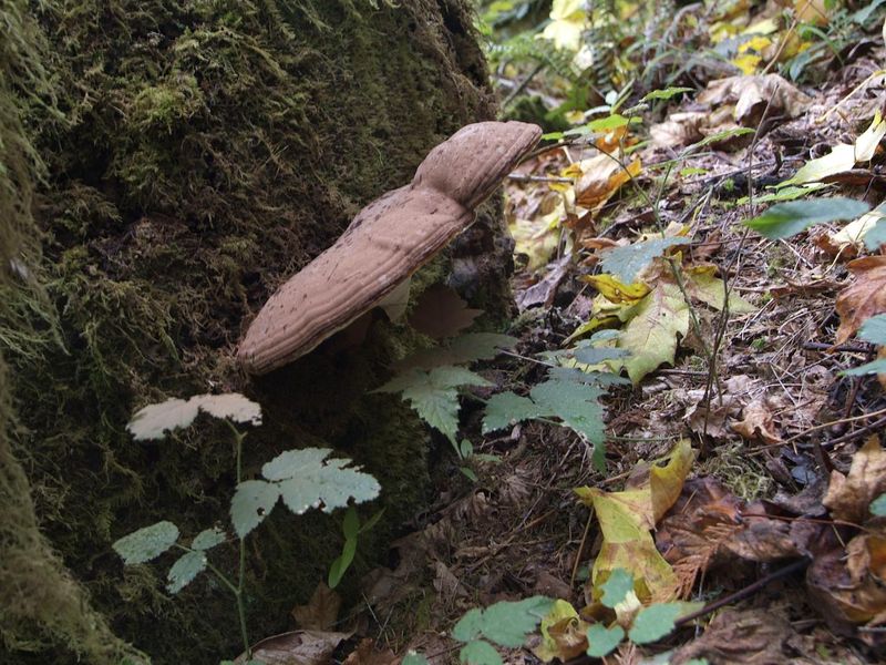 A fungus among-us at Shotgun Creek
