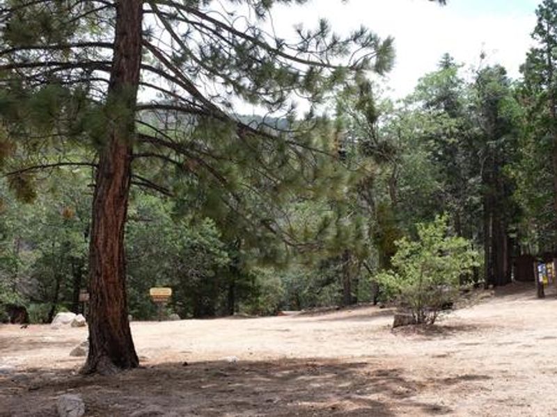 Fishermans Group Campground with trees.