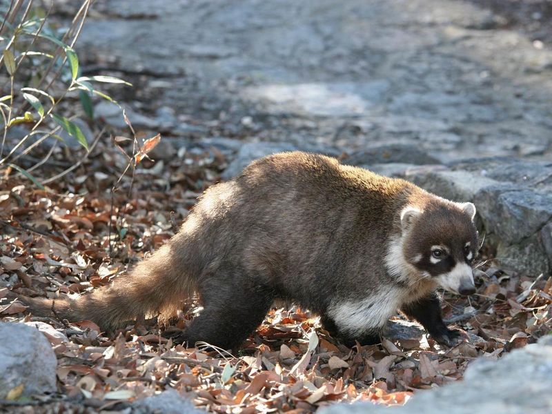 Watch for the white-nosed coati during your visit. 