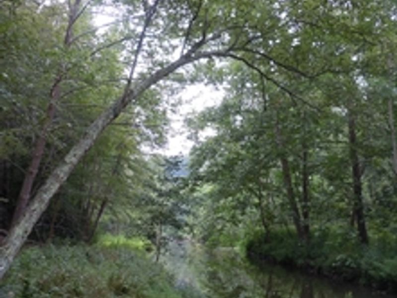 The Chopawamsic Creek lies off-trail in the backcountry area.