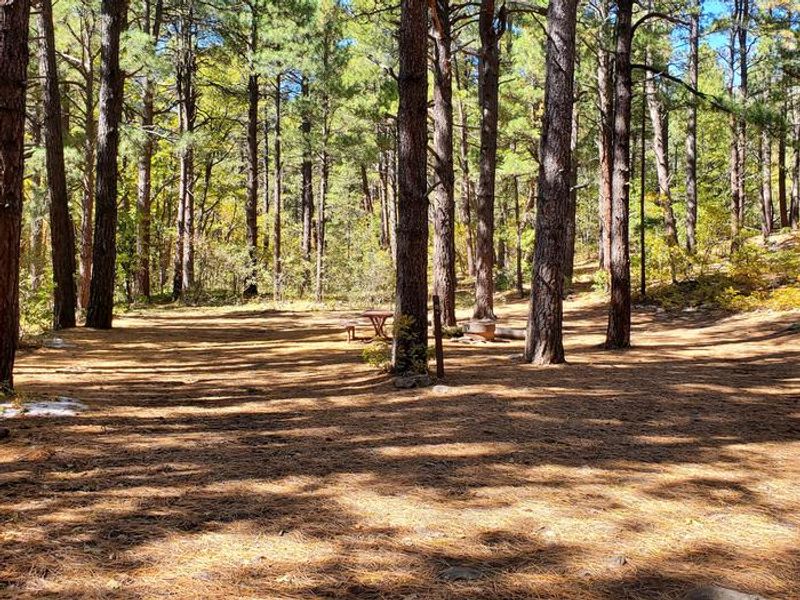 Double Springs and Trees