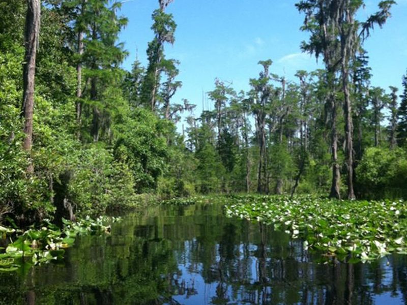 The west side of the swamp, accessible from the Stephen C. Foster State Park, provides guests great opportunities for seeing the beautiful pond cypress trees found in the Okefenokee NWR.