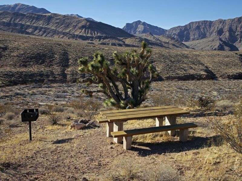 Picnic Table with Joshua Tree