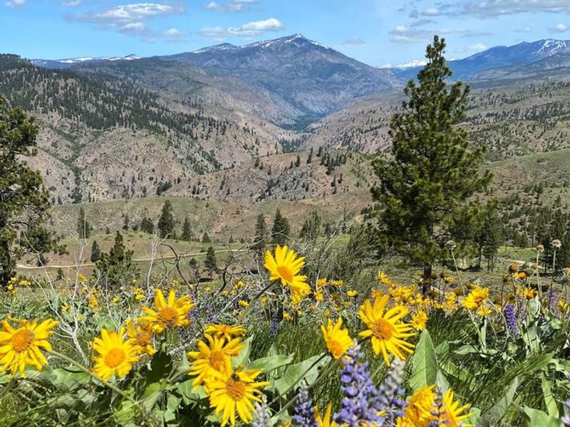 Spring flowers at the lookout