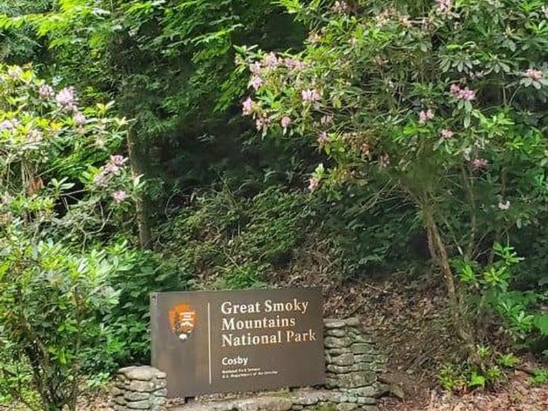 Rhododendron blooms in early Summer