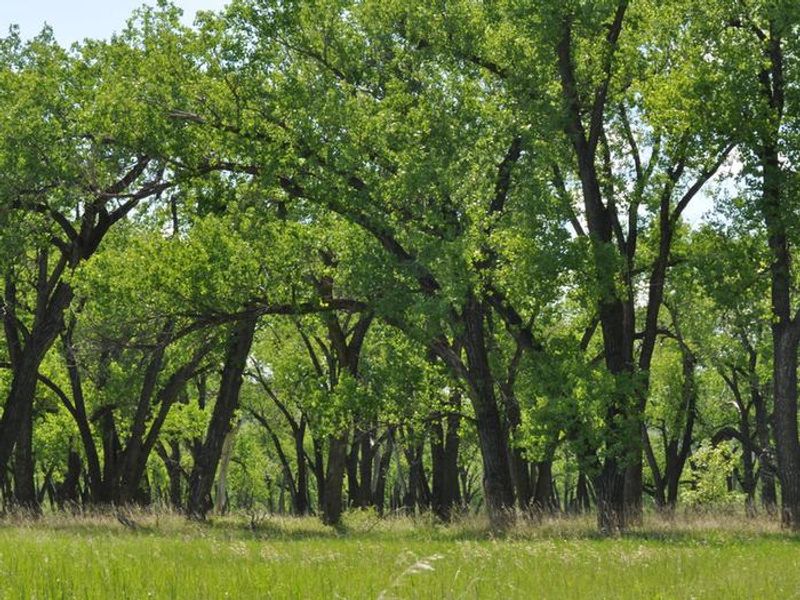 Leafy Cottonwood Trees
