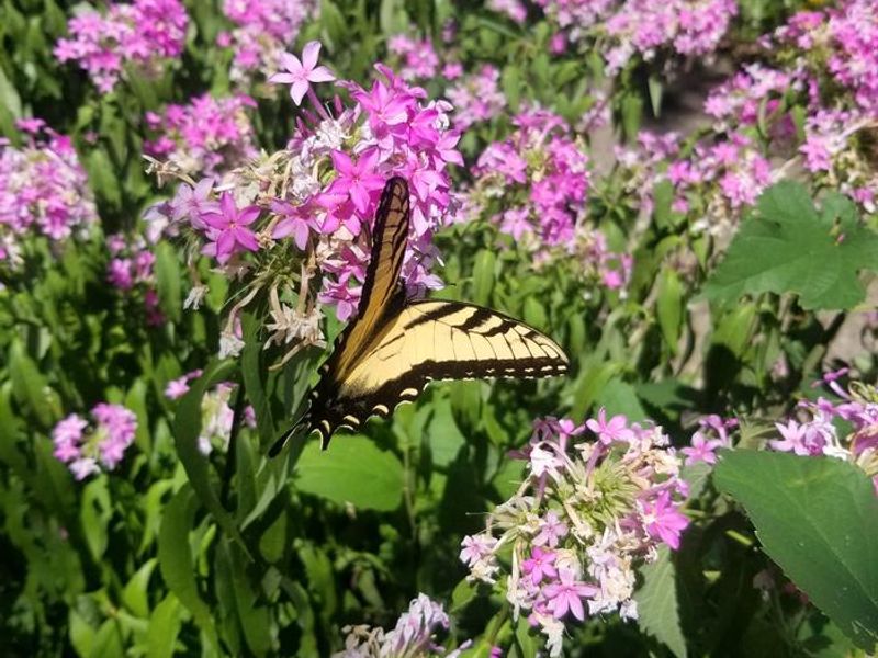 Overlook Park features an active and well maintained butterfly garden