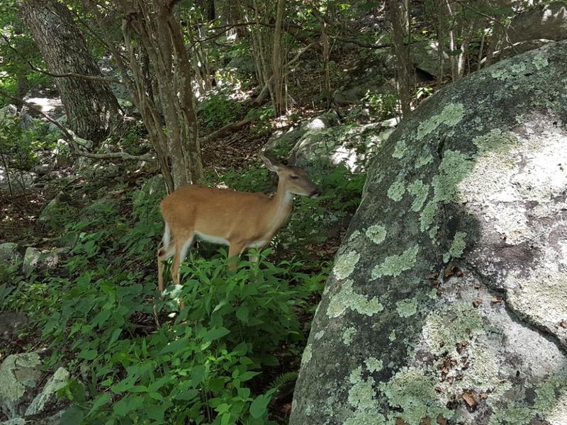 Peaks of Otter Wildlife