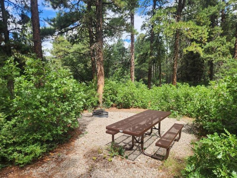Picnic table and fire ring surrounded by trees - All sites first come, cash, check, or scan-pay