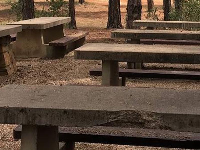 Example of a reservable picnic site at Pine Flat