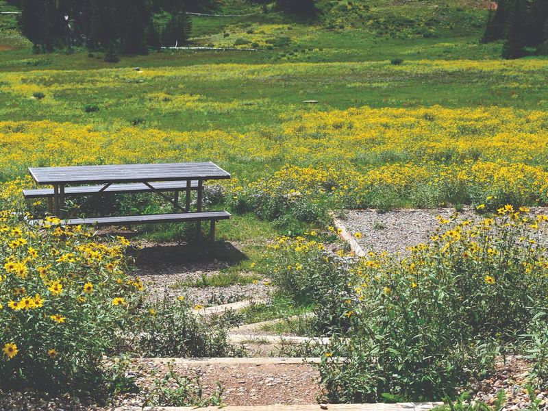 Each campsite has a picnic table plus tent pad for camping. 