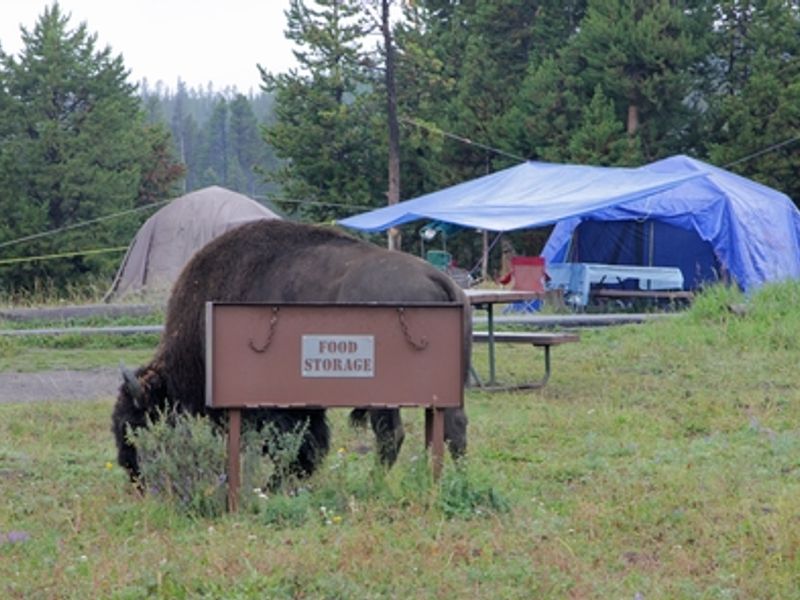 Bison are frequent visitors at Bridge Bay Campground.