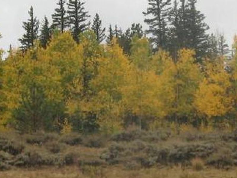 Buffalo Springs Campground entrance sign with fall foliage in the background. 